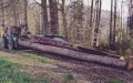 Thumbs/tn_bild05.jpg